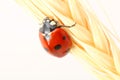 Ladybug on wheat Royalty Free Stock Photo