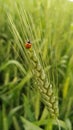 Ladybug on wheat crops. Royalty Free Stock Photo