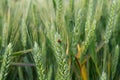 Ladybug on wheat ear Royalty Free Stock Photo