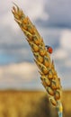 Ladybug on wheat ear in field Royalty Free Stock Photo