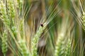 Ladybug on a wheat ear. Green wheat, waiting for the harvest. Royalty Free Stock Photo