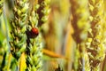 Ladybug on the wheat ear. Wheat ears close-up in the sun. Immature wheat in the field and in the morning sun Royalty Free Stock Photo