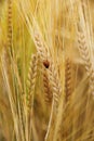 Ladybug on wheat ears down Royalty Free Stock Photo