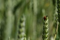 Ladybug on a wheat head Royalty Free Stock Photo