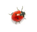 Ladybug on the white Royalty Free Stock Photo