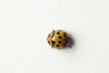 Ladybug on white background Royalty Free Stock Photo