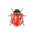 Ladybug on white. 3D illustration