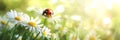 Ladybug on white daisy flower in blurred green natural background. Long banner Royalty Free Stock Photo