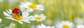 Ladybug on white daisy flower. Spring summer background Royalty Free Stock Photo