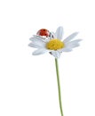 Ladybug on white flower Royalty Free Stock Photo