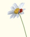 Ladybug on white flower Royalty Free Stock Photo
