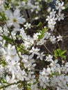 Ladybug white flower