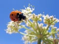 ladybug on white flower Royalty Free Stock Photo