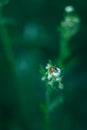 Ladybug on a flower