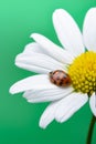 Ladybug on white flower. Coccinella septempunctata Royalty Free Stock Photo