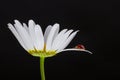 Ladybug on a white flower daisy on a black background. Royalty Free Stock Photo