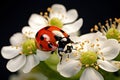ladybug on a white flower on a dark background close up, A beautiful ladybug sitting on a white flower, AI Generated Royalty Free Stock Photo