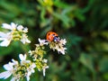 Ladybug on white flower, macro photo Royalty Free Stock Photo