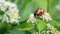 Ladybug on White Flower