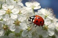 Ladybug on white flowers of a blossoming tree. Macro, A lovely ladybug perched on a white flower, AI Generated Royalty Free Stock Photo