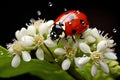 Ladybug on white flowers with drops of water isolated on black background, A beautiful ladybug sitting on a white flower, AI Royalty Free Stock Photo