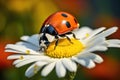 Ladybug white nature flower insect daisy beetle plant red macro Royalty Free Stock Photo