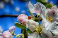 Ladybug on the apple blossom Royalty Free Stock Photo