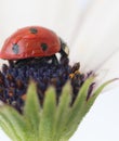 Ladybug on white and purple flower. Red insect with black dots. Microphotography Royalty Free Stock Photo