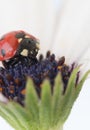 Ladybug on white and purple flower. Red insect with black dots. Microphotography