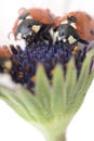 Ladybug on white and purple flower. Red insect with black dots. Microphotography