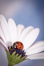 Ladybug on white and purple flower. Red insect with black dots. Microphotography Royalty Free Stock Photo