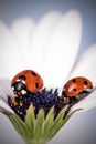 Ladybug on white and purple flower. Red insect with black dots. Microphotography