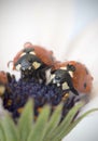 Ladybug on white and purple flower. Red insect with black dots. Microphotography