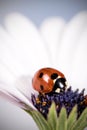 Ladybug on white and purple flower. Red insect with black dots. Microphotography