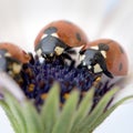 Ladybug on white and purple flower. Red insect with black dots. Microphotography