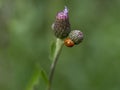 Ladybug on the wild purple flower Royalty Free Stock Photo