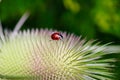 Ladybug on the wild teasel dipsacus fullonum. Summer meadow Royalty Free Stock Photo