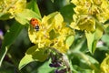 Ladybug on Flower