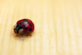 Ladybug on wooden floor