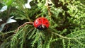 Ladybug in the woods Royalty Free Stock Photo