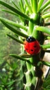 Ladybug in the woods Royalty Free Stock Photo