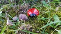 Ladybug in the woods Royalty Free Stock Photo