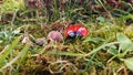 Ladybug in the woods Royalty Free Stock Photo