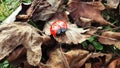 Ladybug in the woods Royalty Free Stock Photo