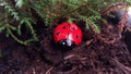 Ladybug in the woods Royalty Free Stock Photo