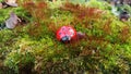 Ladybug in the woods Royalty Free Stock Photo