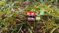 Ladybug in the woods Royalty Free Stock Photo