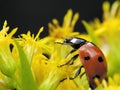 Ladybug in yellow Royalty Free Stock Photo