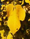 Ladybug at yellow autumn leaf Royalty Free Stock Photo