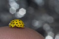 Ladybug yellow close-up